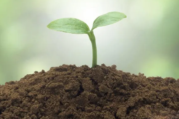 土壤治理在蔬菜種植中的優勢(圖1)